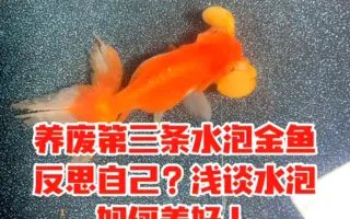 黑水泡金鱼 哔哩哔哩 Bilibili 黑水泡金鱼 哔哩哔哩 Bilibili