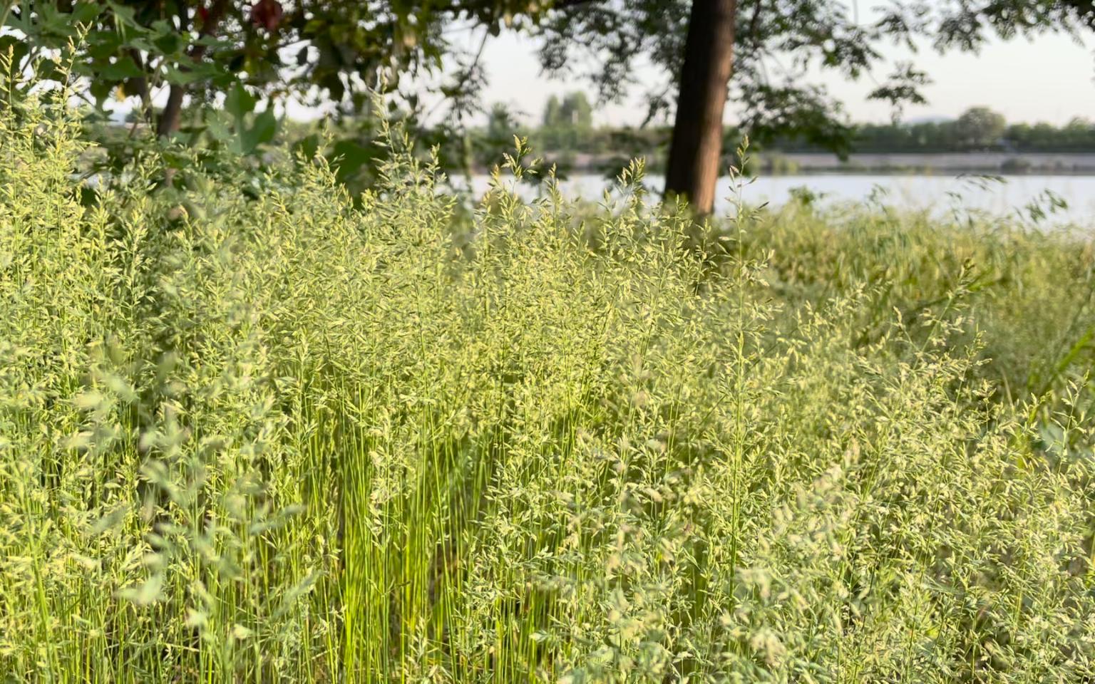 活动  荠麦青青,绿树荫浓,悠悠夏日长