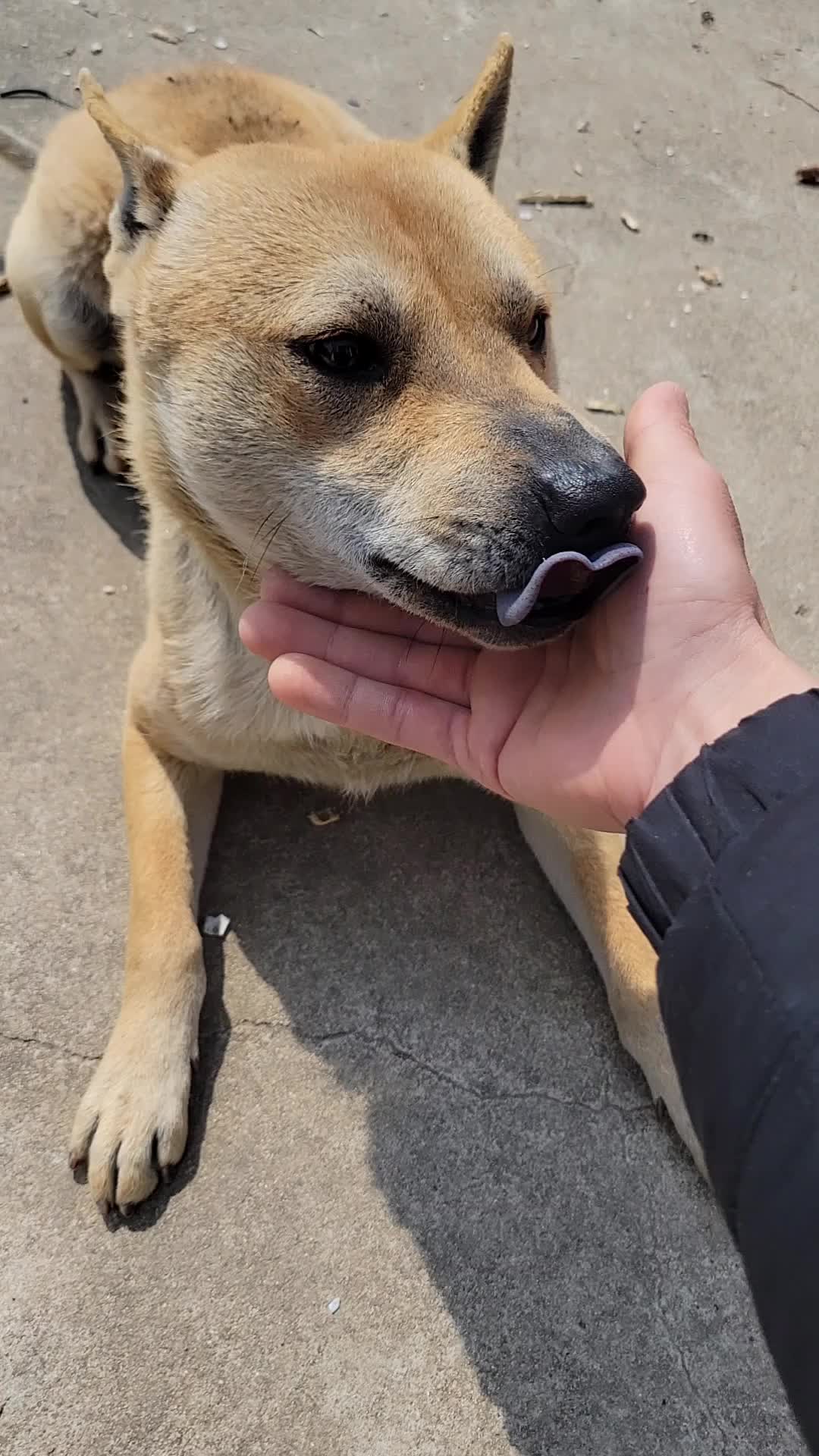 中国土狗的颜值