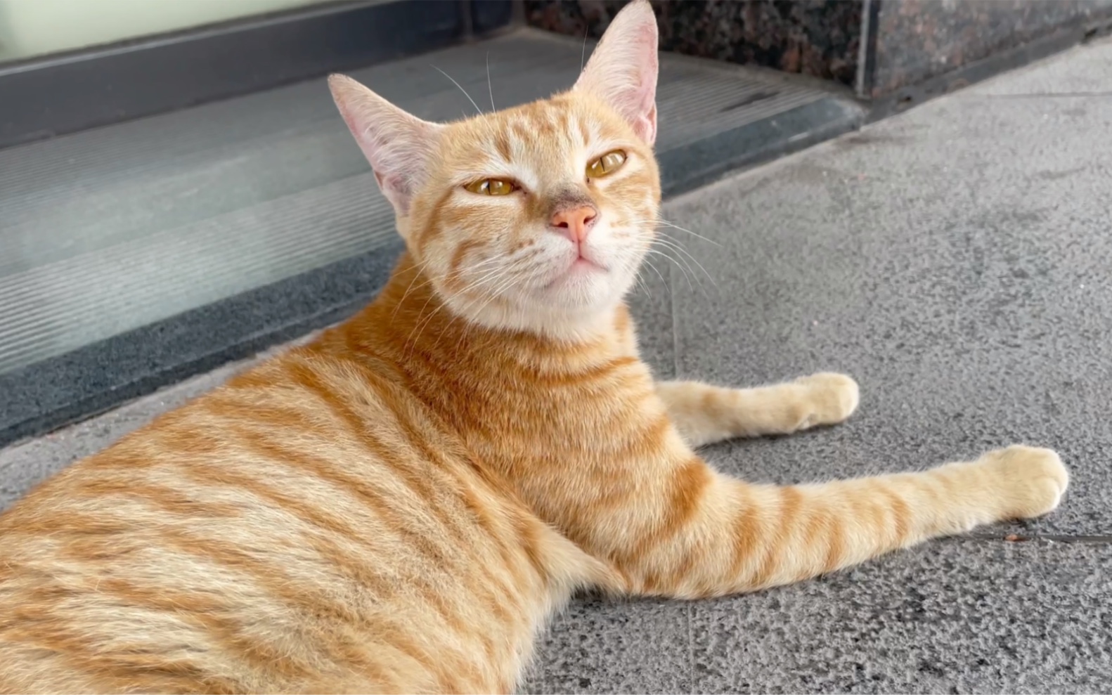 这也算橘猫?没吃饭?