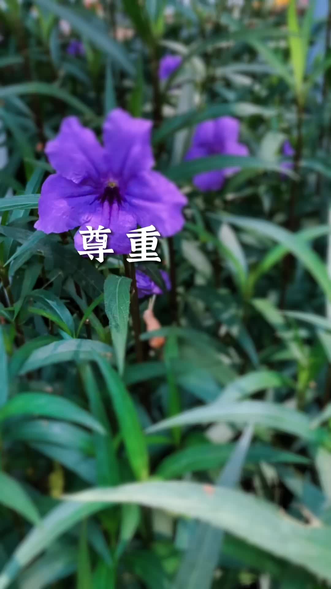 鲁迅:优秀的人更懂得尊重别人