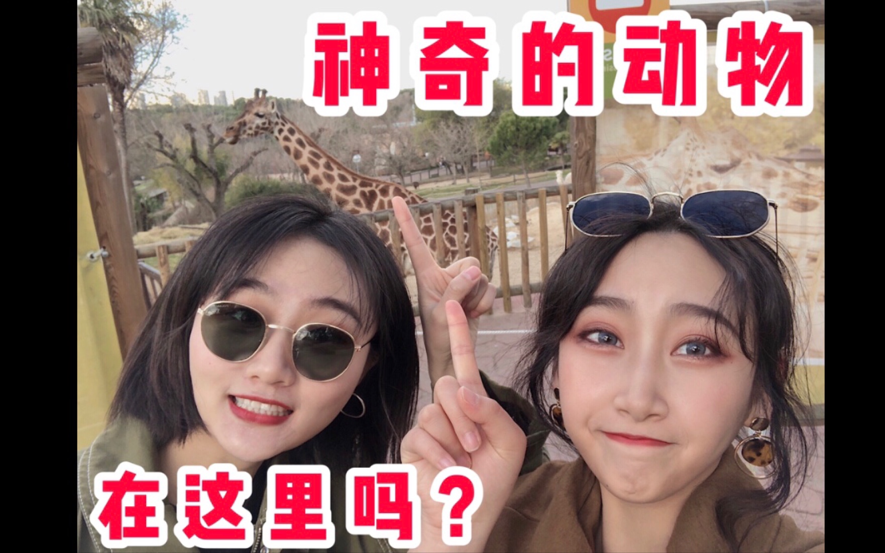 #VLOG02# 【马德里周末】去哪儿玩?带你逛三园之动物园里有什么哔哩哔哩bilibili