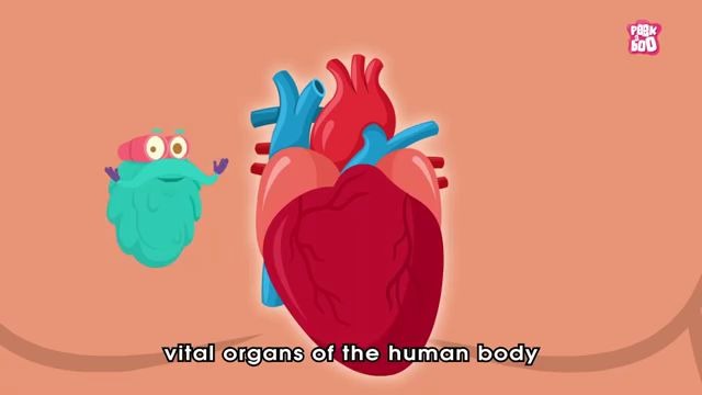 [图]Body Systems