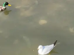 划水的鸥与一头扎进水里的绿头鸭