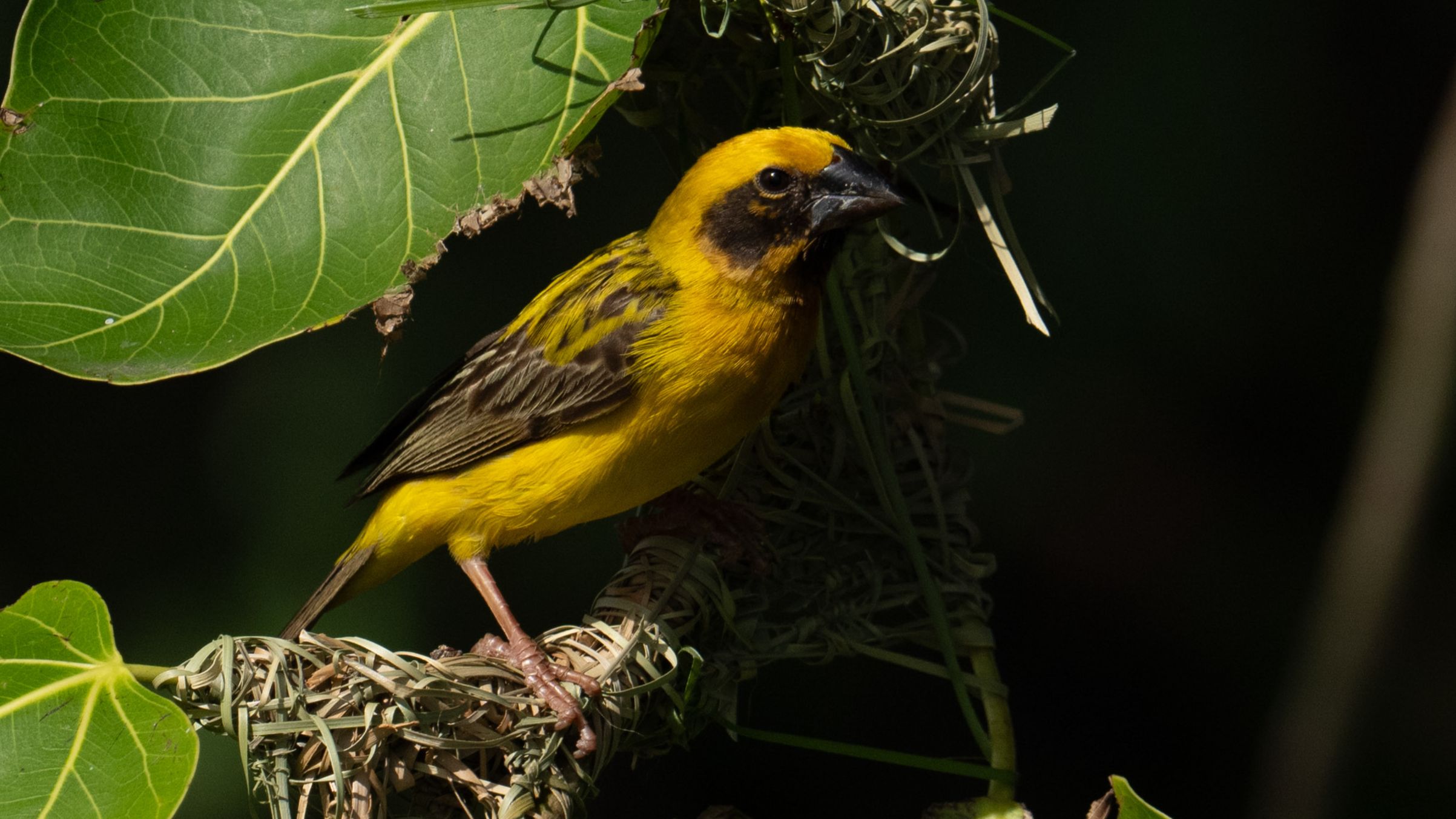 亚洲金织雀织布一分钟