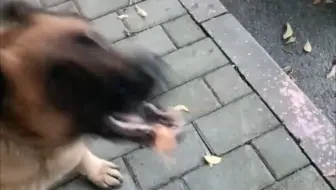 被砂糖橘收买的卖艺老狗（口水直流）