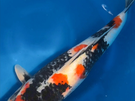 《锦鲤》精品大日昭和,母鱼,59公分