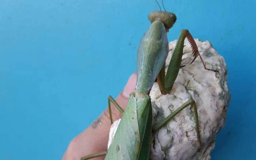 1龄夺嫡菱背螳恰果蝇