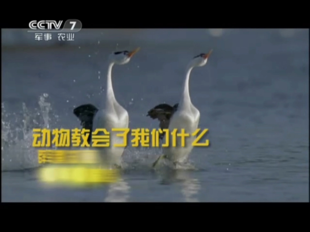 [图]CCTV-7央视军事农业频道《动物世界》片头op+片尾ed 20120514（重播版）