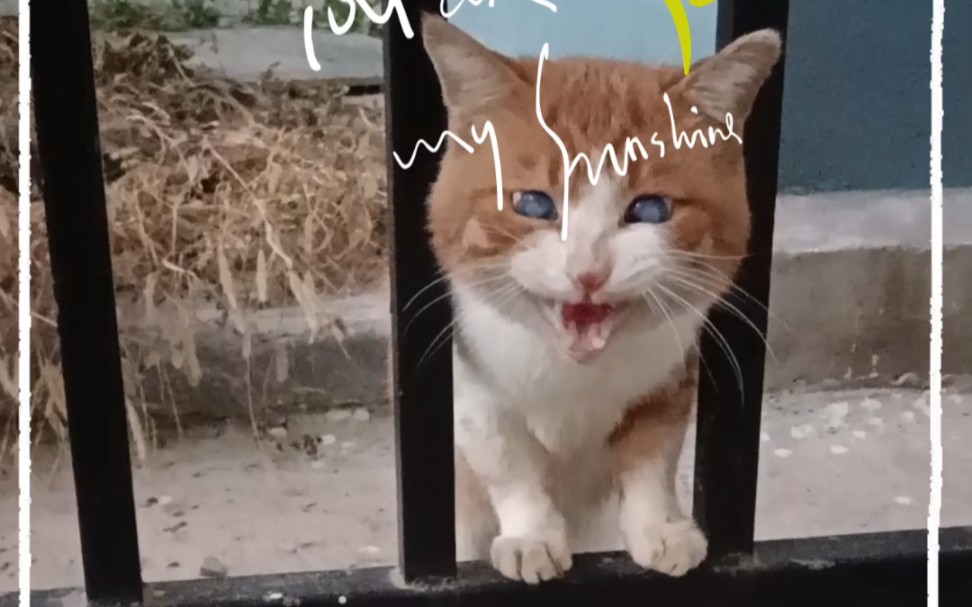 楼下的蓝眼橘猫