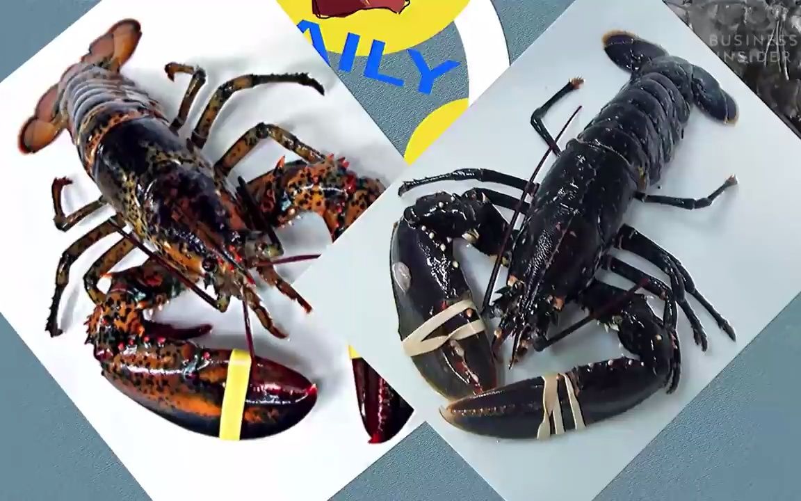 [图]Why Lobster Is So Expensive _ So Expensive