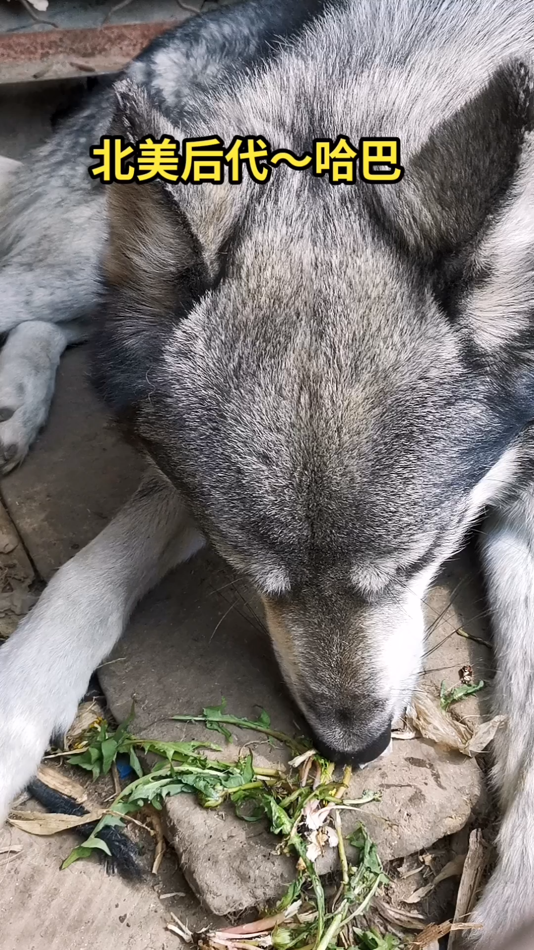 细品哈巴的头版