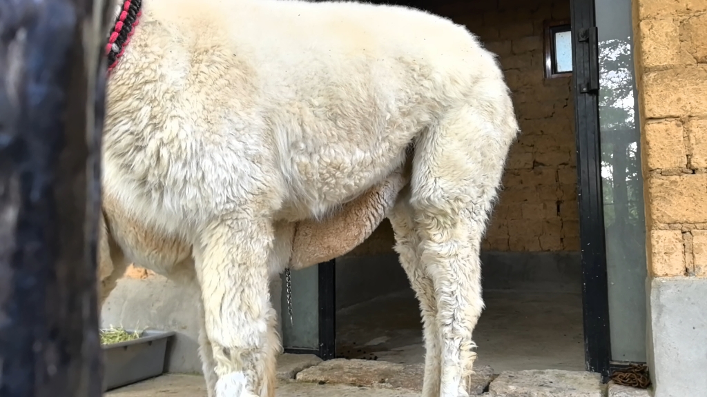 可爱的小羊驼来看你