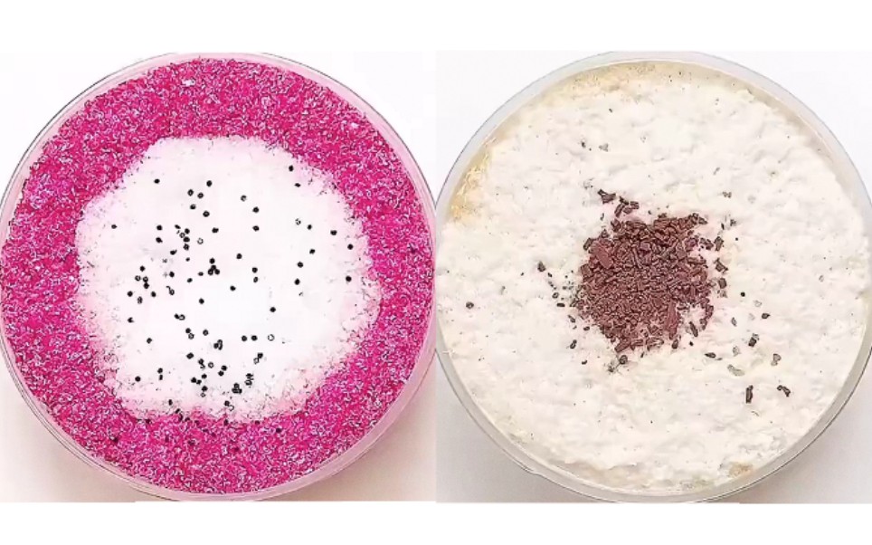 噼里啪啦超聒噪的雪粉泥合集/各大韩po大杂烩