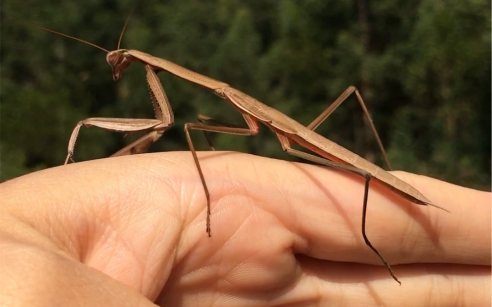 一只末龄棕色刀螳,体型修长非常好看