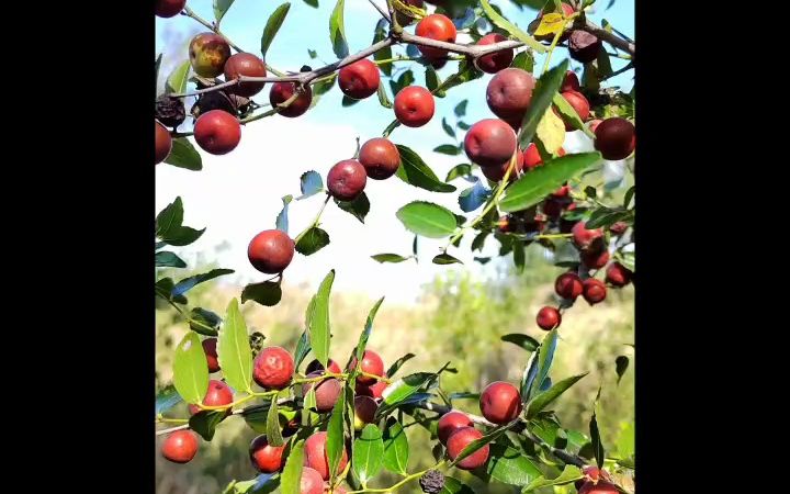 保定供应野生酸枣苗(河北保定)百亩双仁酸枣树苗种植基地(河北易县)哪里出售酸枣树苗哔哩哔哩bilibili