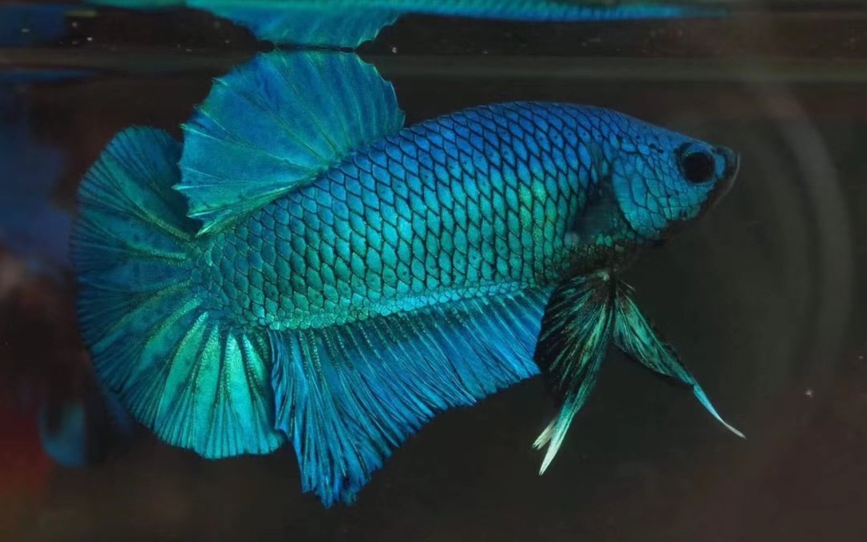 【泰国斗鱼】再发一波龙系