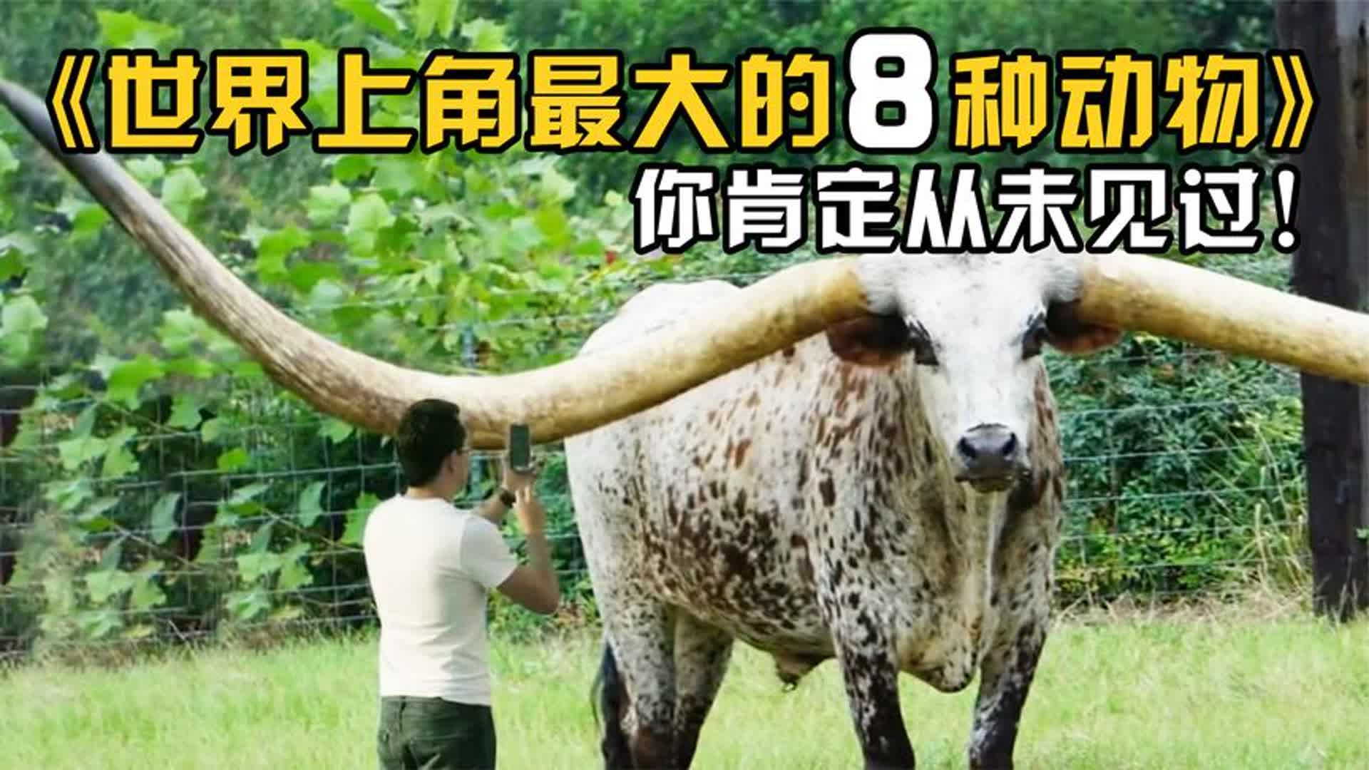 世界上角最大的8种动物!世界之最!哔哩哔哩bilibili