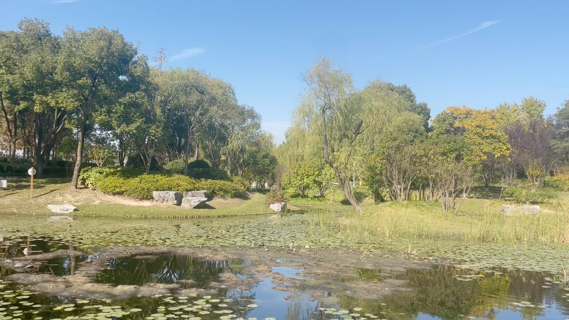 今天的陈行公园,很美