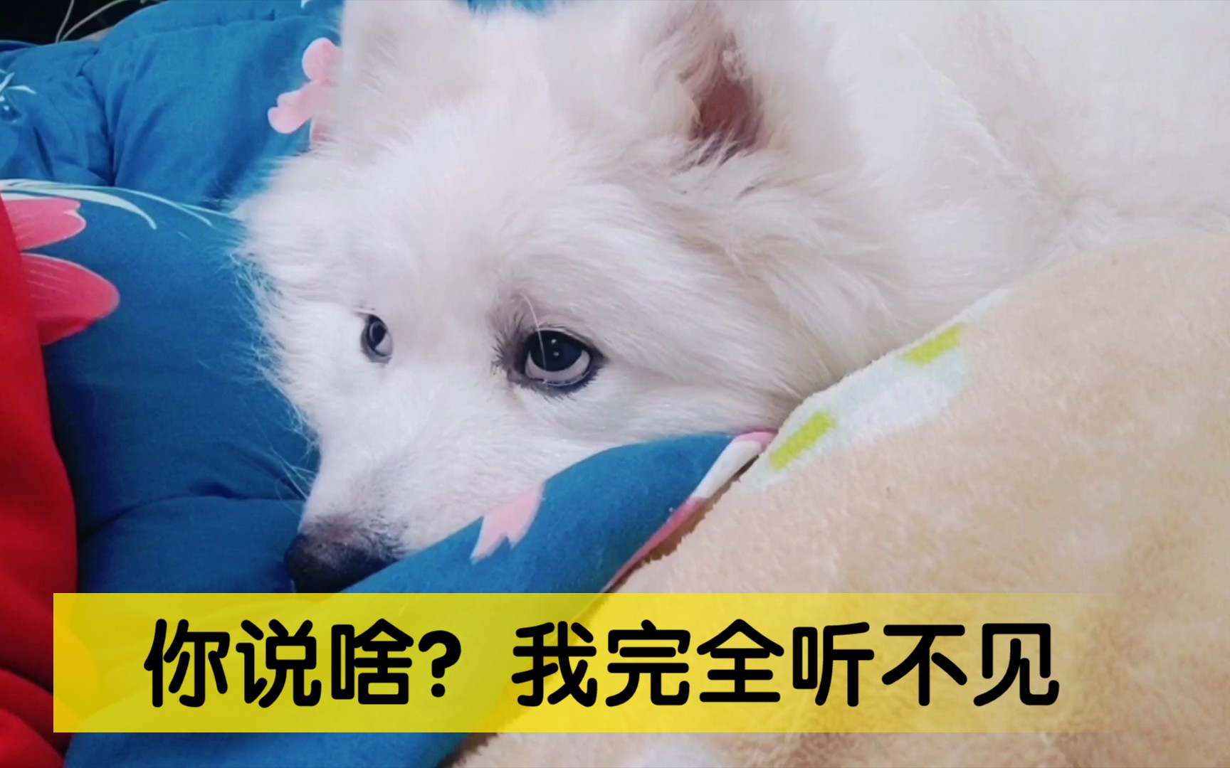 收养了一条会观人眼色的心机狗,净会欺负女主人,就像个人精一样