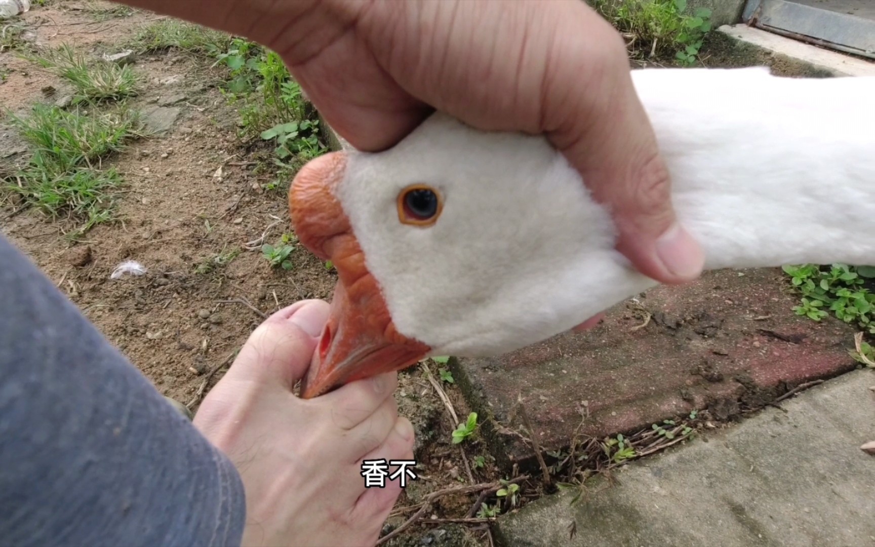 對付咬主人的大鵝,祭出絕招,鵝:你腳太臭,我要被燻暈了