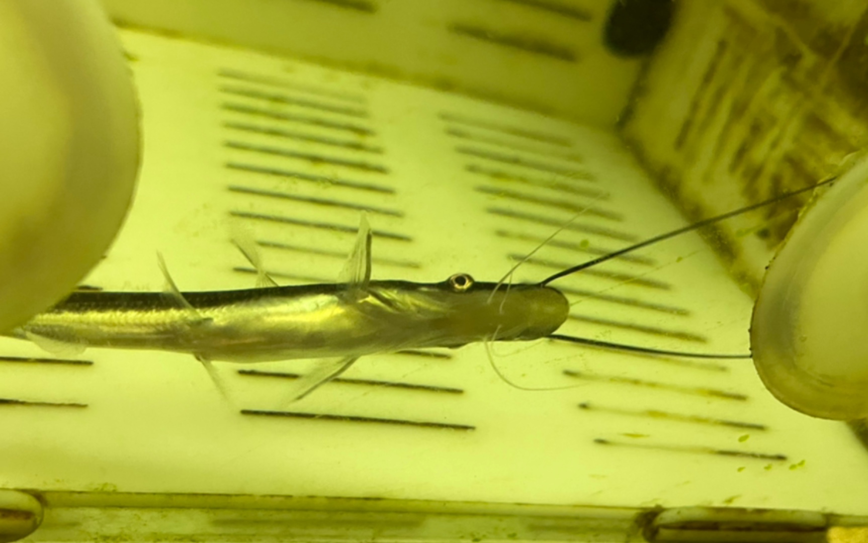 活动作品黑白鸭嘴进食虾肉