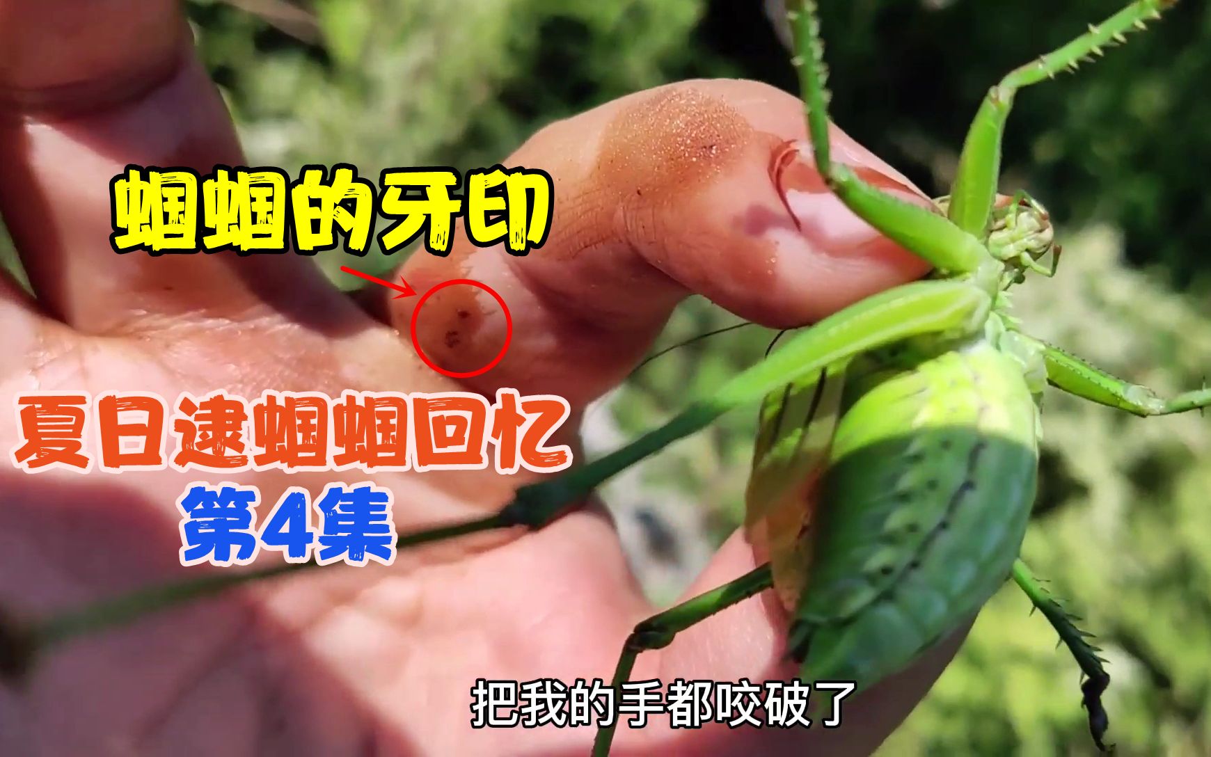 被蝈蝈咬破手是什么感觉捉住一只凶狠的绿蝈蝈场面有些惨烈