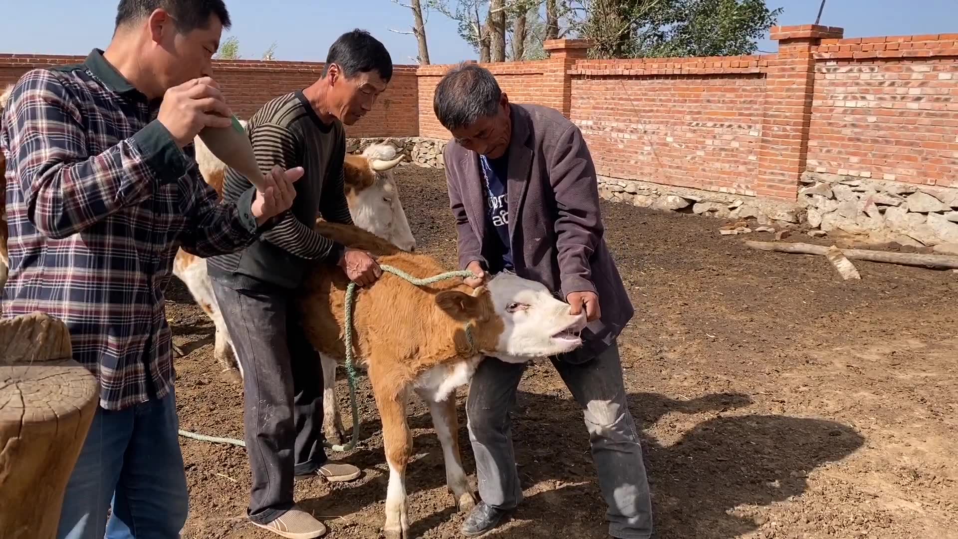 孬牛犊生病被灌药,反抗激烈直叫唤,牛妈护犊心切竟要顶大人