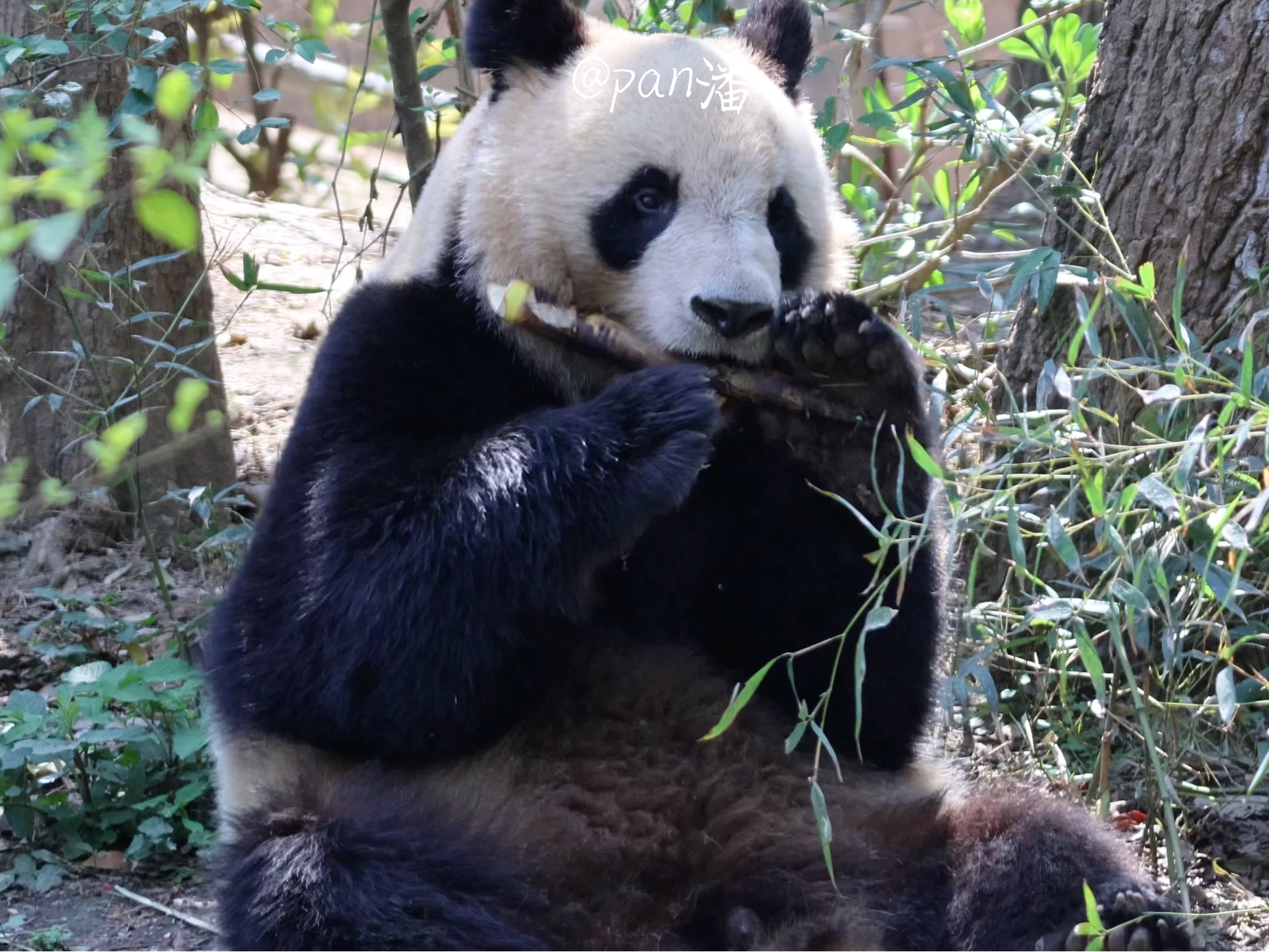 【大熊猫圆梦】卷哥的悠闲惬意时光!吃饱就睡告告!