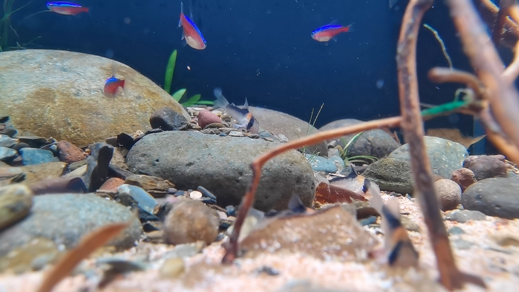 30方缸南美原生造景