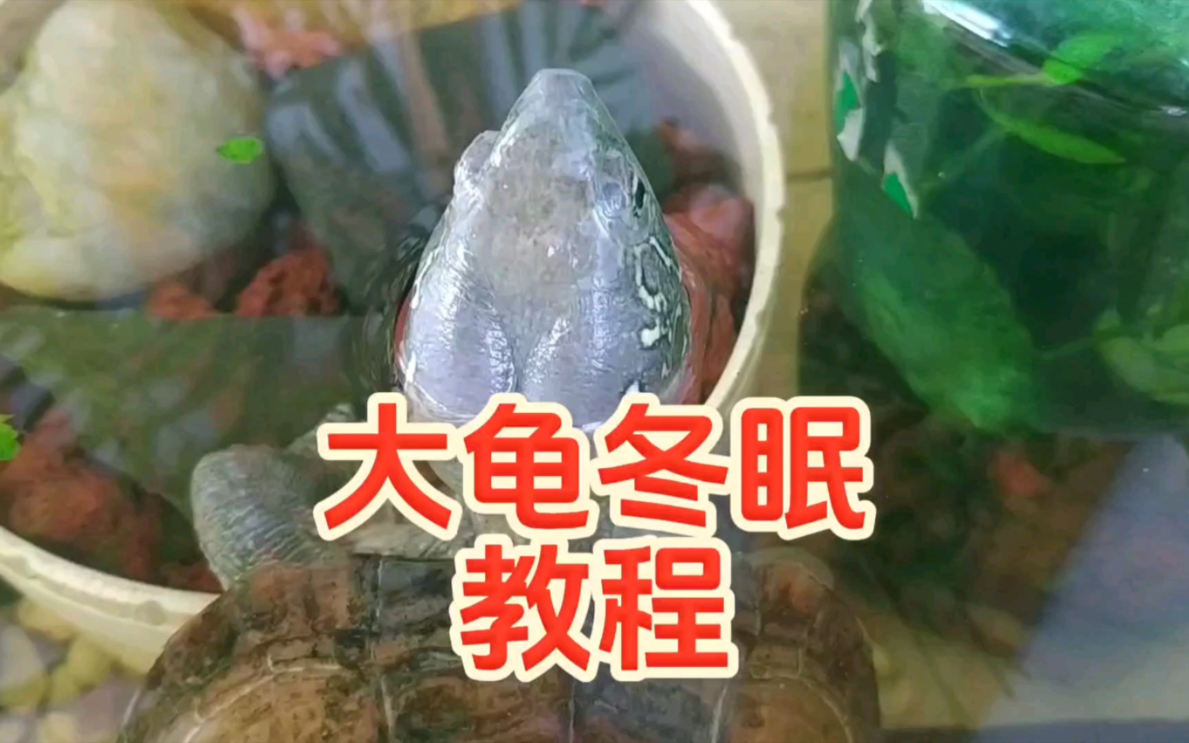 别再贩卖焦虑了!大龟冬眠其实很简单!一个视频解决大乌龟冬眠疑问,亚成龟和成龟冬眠方法注意事项教程.乌龟不冬眠会怎么样?不冬眠减少寿命、影...