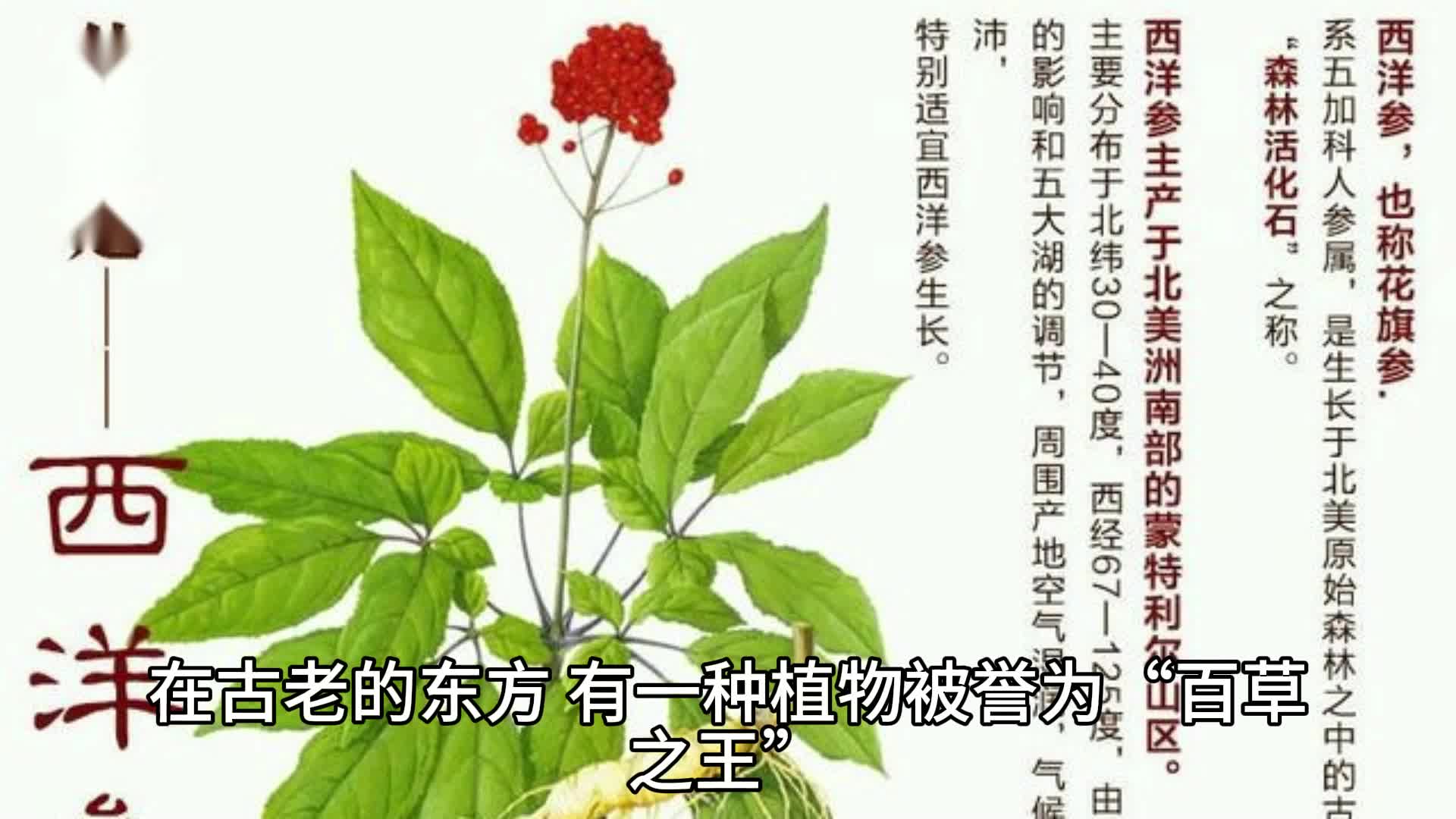 西洋参的功效与如何发挥其最大效用哔哩哔哩bilibili