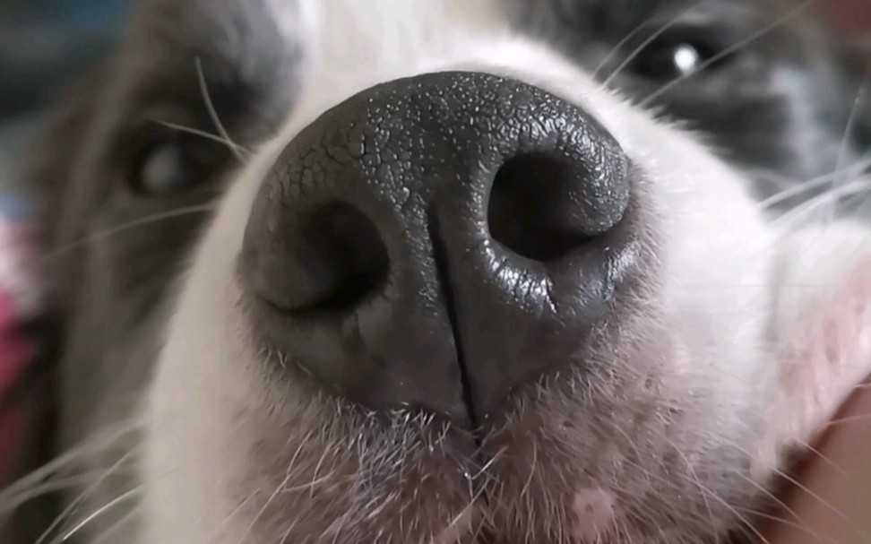 猪鼻子小狗原来脸也有辣么大呀