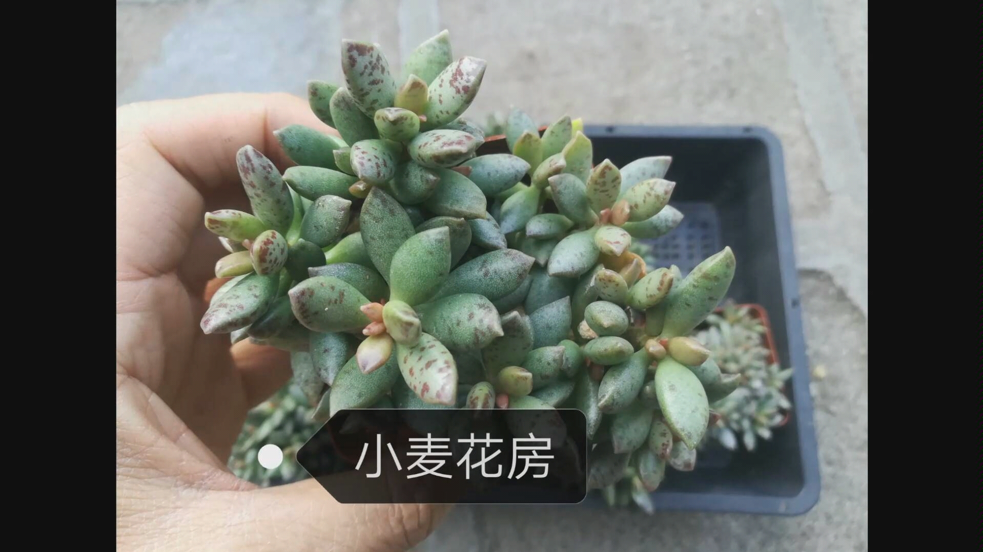 松虫水泡 多肉植物哔哩哔哩bilibili