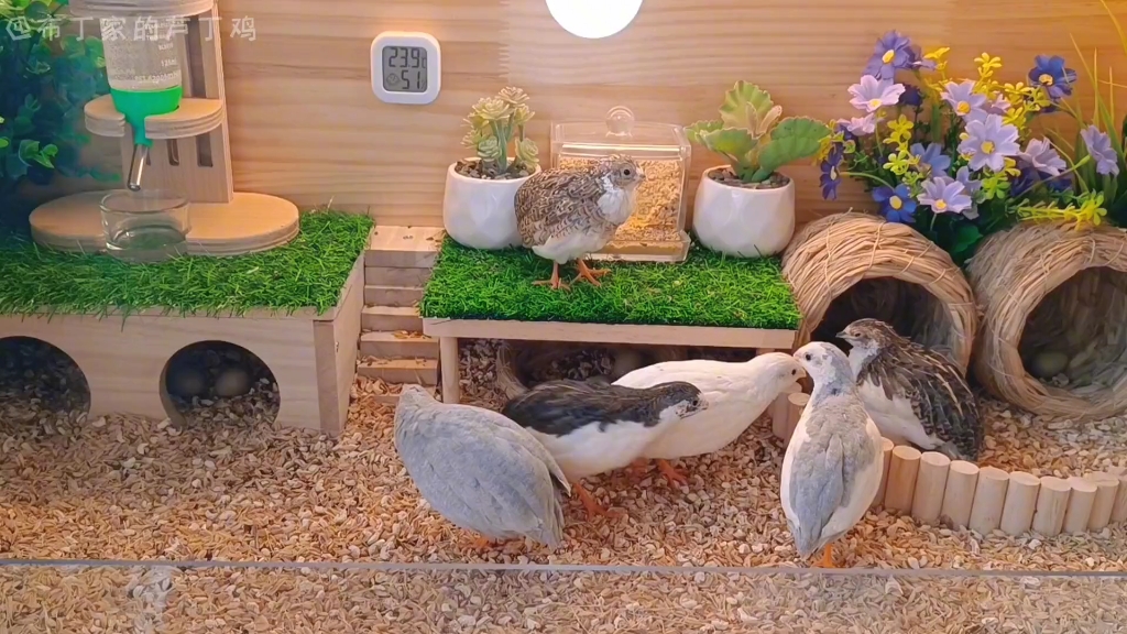 【芦丁鸡】看看我家养在阳台上的芦丁鸡.