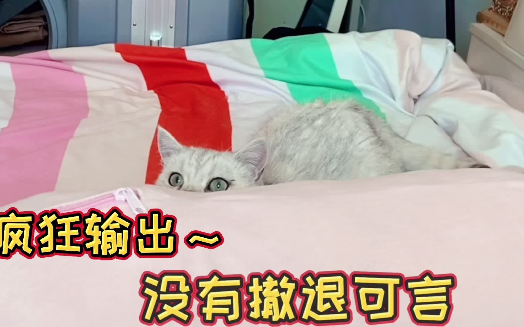 [图]当家里有这样的一只猫，枯燥乏味的生活变得开始有趣