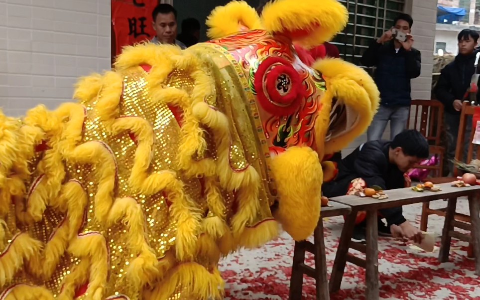 大年初一,狮子到我家门前拜年,摆了一堂青,热闹非凡!年味十足!