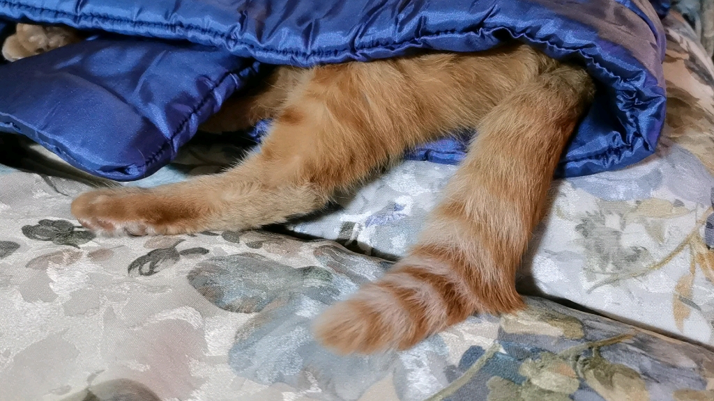 【橘猫安安】睡得超香的小猫咪