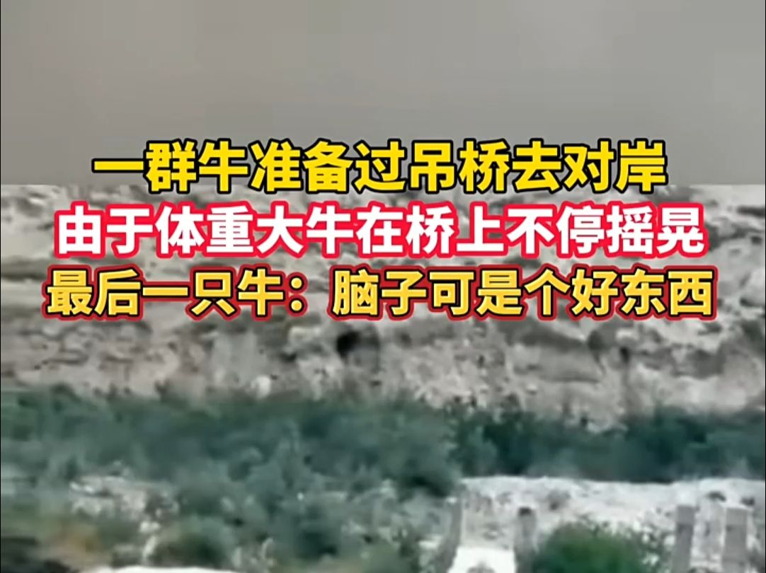 一群牛准备过吊桥去对岸,由于体重大牛在桥上不停摇晃!最后一只牛:脑子可是个好东西!哔哩哔哩bilibili