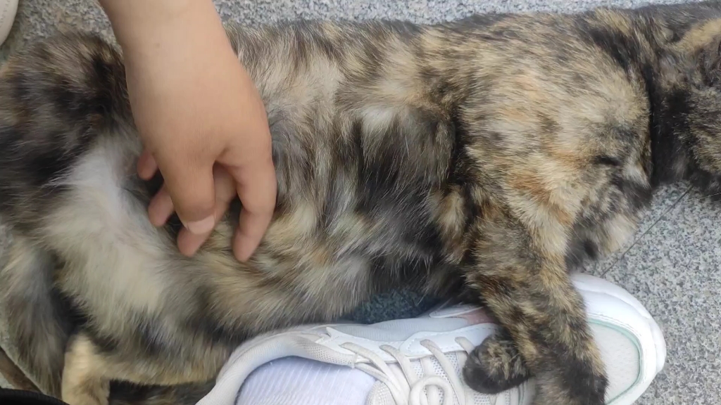 揉揉小肚子 这是最亲人的猫了
