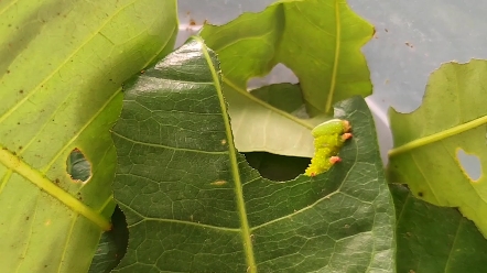 小家伙太治愈了,一直在不停吃吃吃#椴六点天蛾_哔哩哔哩_bilibili