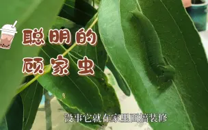 Video herunterladen: 白带螯蛱蝶有趣的生活习性（人工饲养vs野外生存）