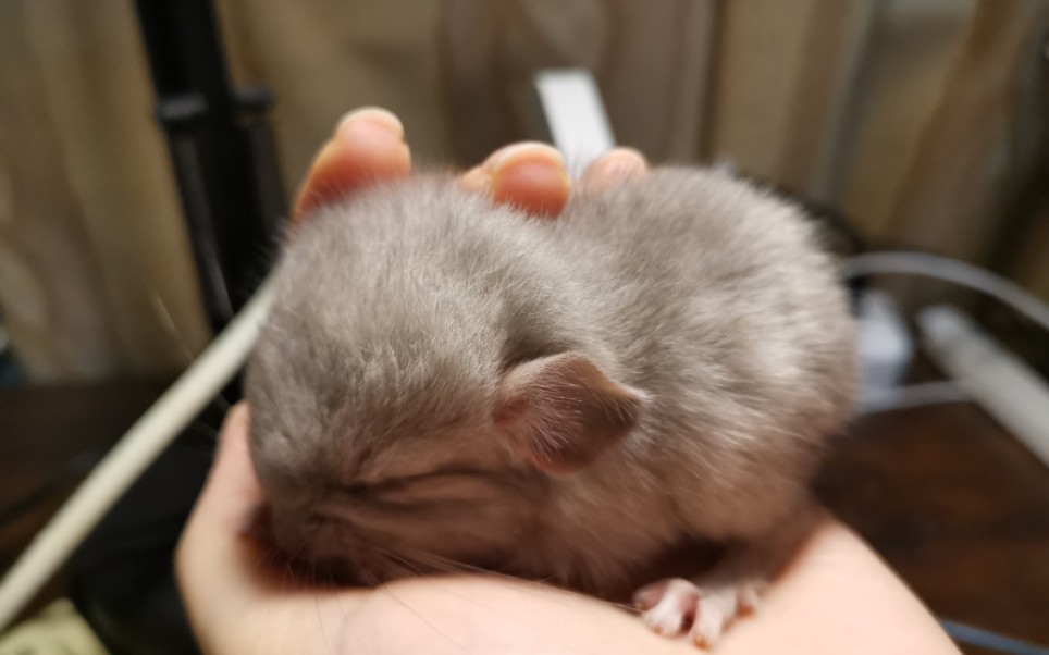 龙猫的诞生龙猫小宝宝出生啦人生中第一次目睹新生儿的诞生全过程