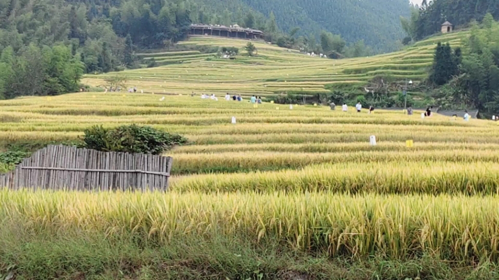 值得一游的崇义上堡梯田一原生态水稻之乡
