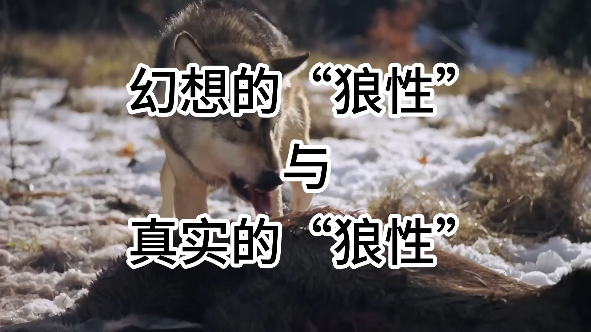 【最真实动物科普】狼是否如幻想中的具有“狼性”?-豹亚科叫兽-豹亚科叫兽-哔哩哔哩视频