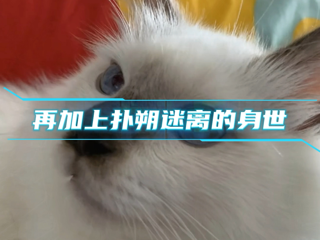 今天了解一下伯曼猫哔哩哔哩bilibili