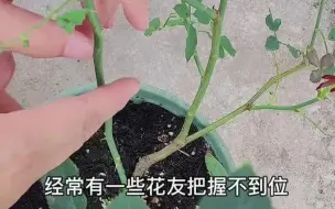 Tải video: 分享一个实用的冷门月季促笋方法和处理技巧