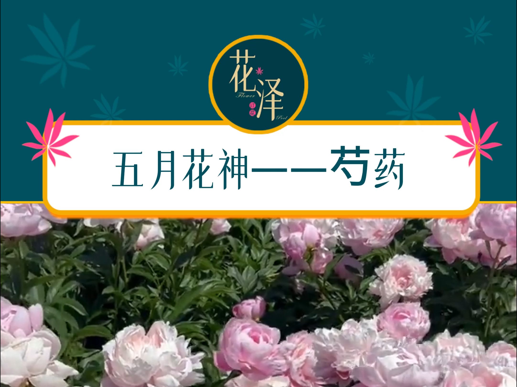 五月花神芍药哔哩哔哩bilibili