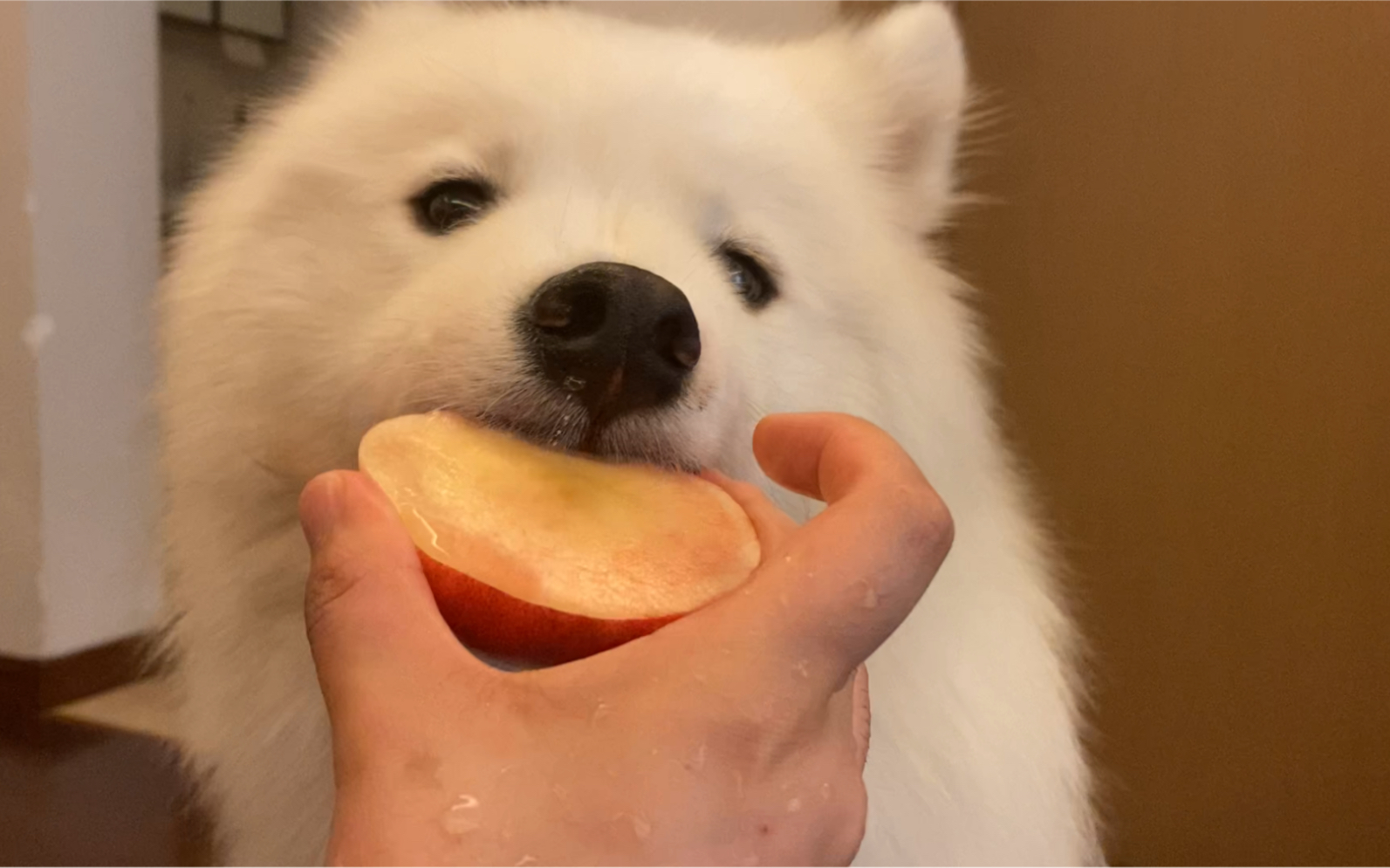 二二第一次吃桃几,软软的桃,怂怂的狗