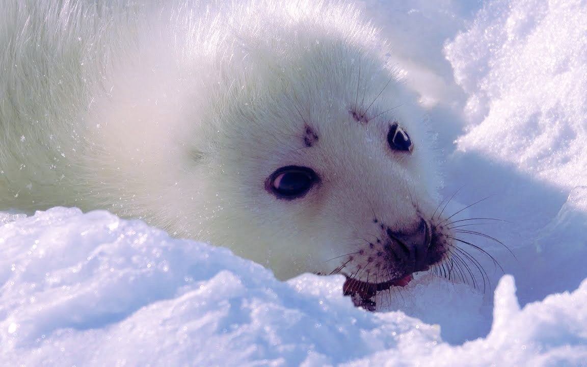 [图]一只好奇的小海豹宝宝正叼着一个雪球玩耍